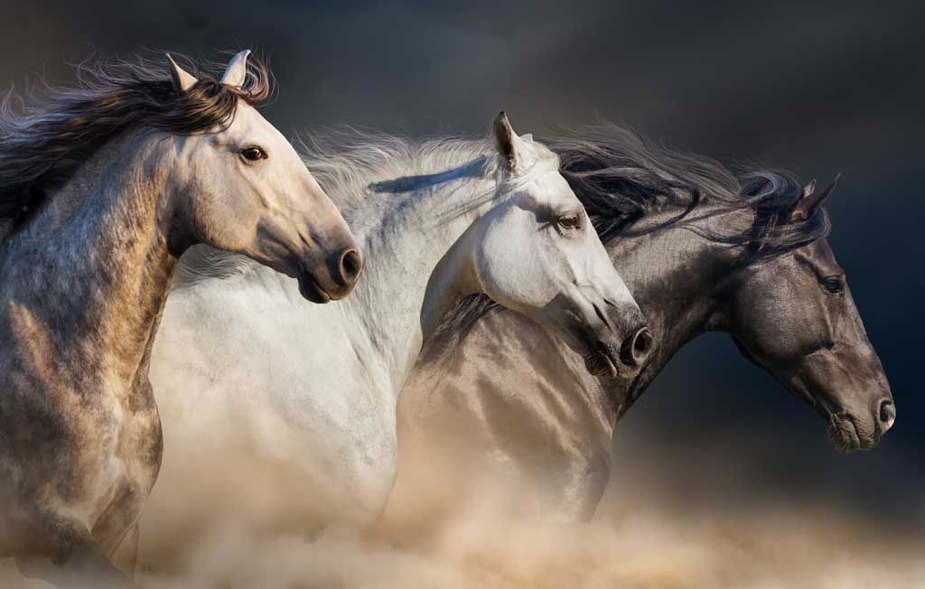 Il y a 5 000 ans, la domestication du cheval en Europe de l’Est